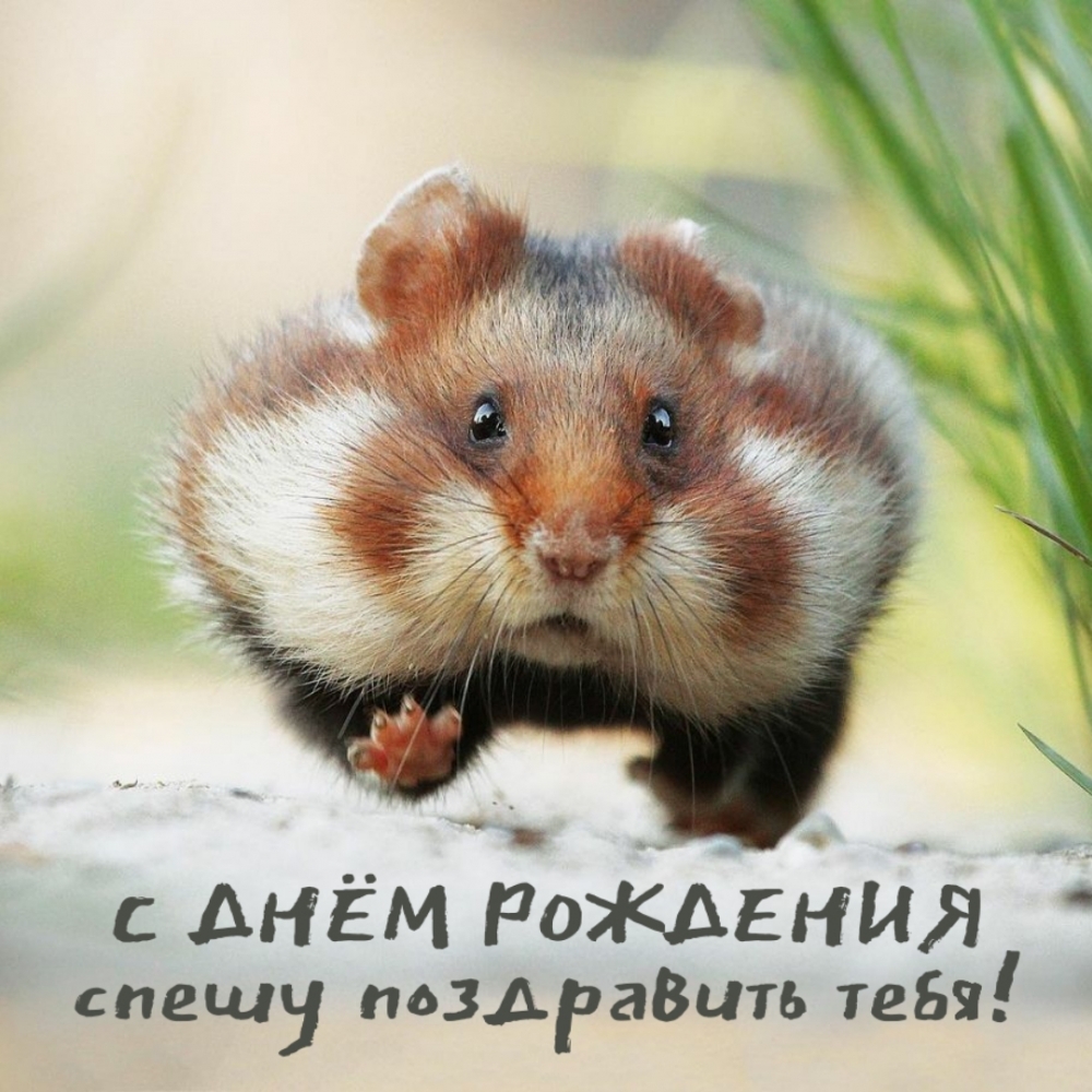 С днём рождения спешу поздравить тебя!