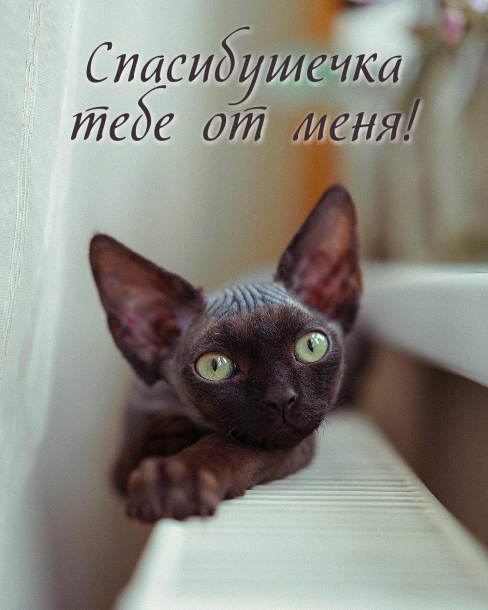 Спасибушечка тебе от меня!