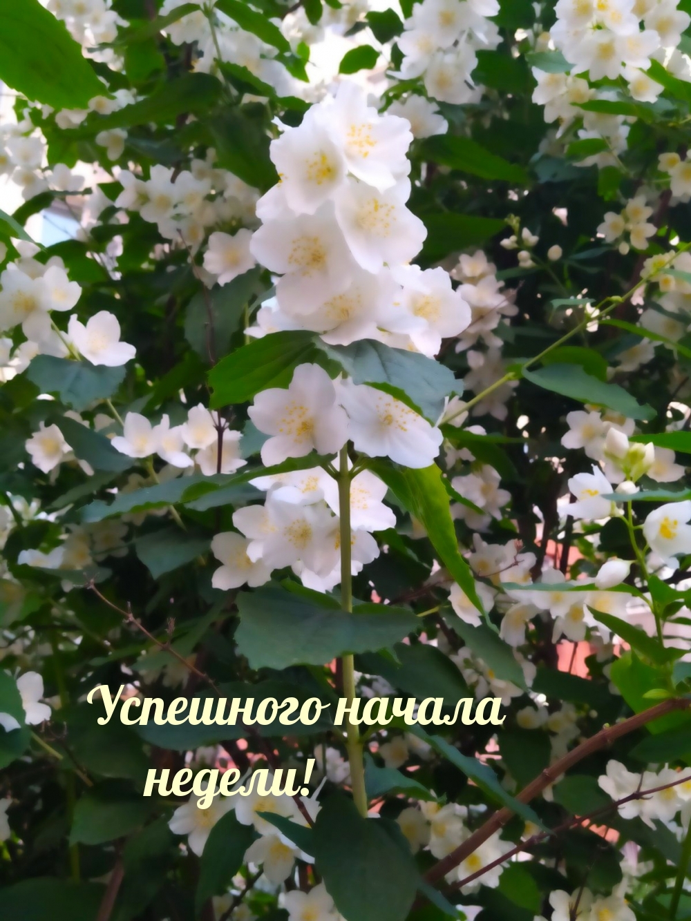 Успешного начала недели!