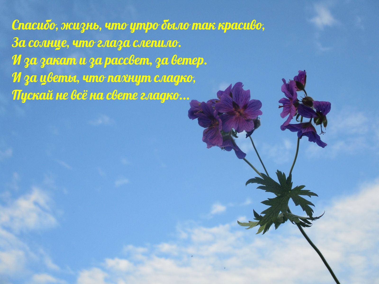 Спасибо, жизнь, что утро было так красиво