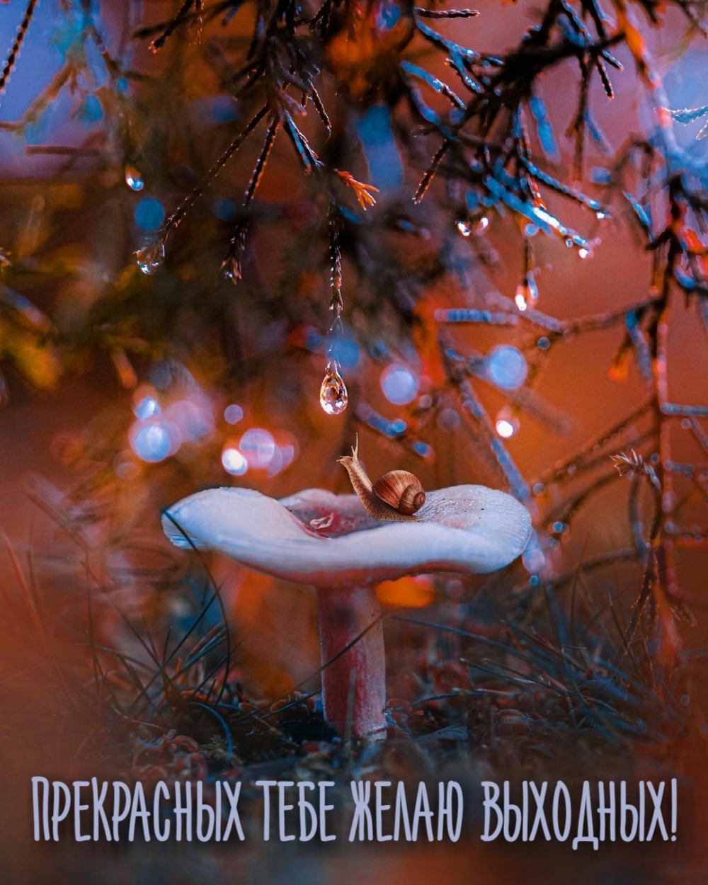 Прекрасных тебе желаю выходных!