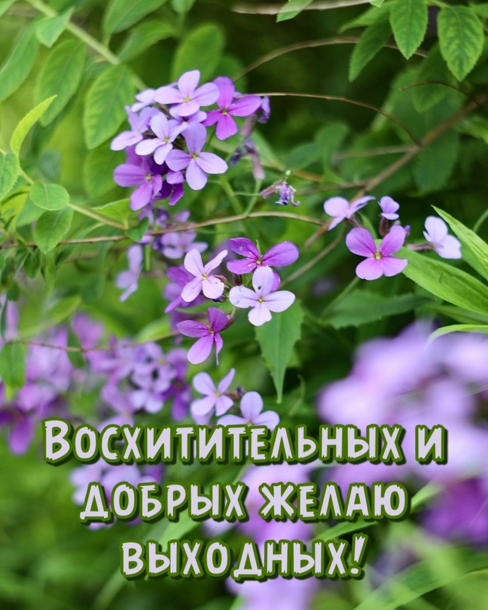 Восхитительных и добрых желаю выходных!