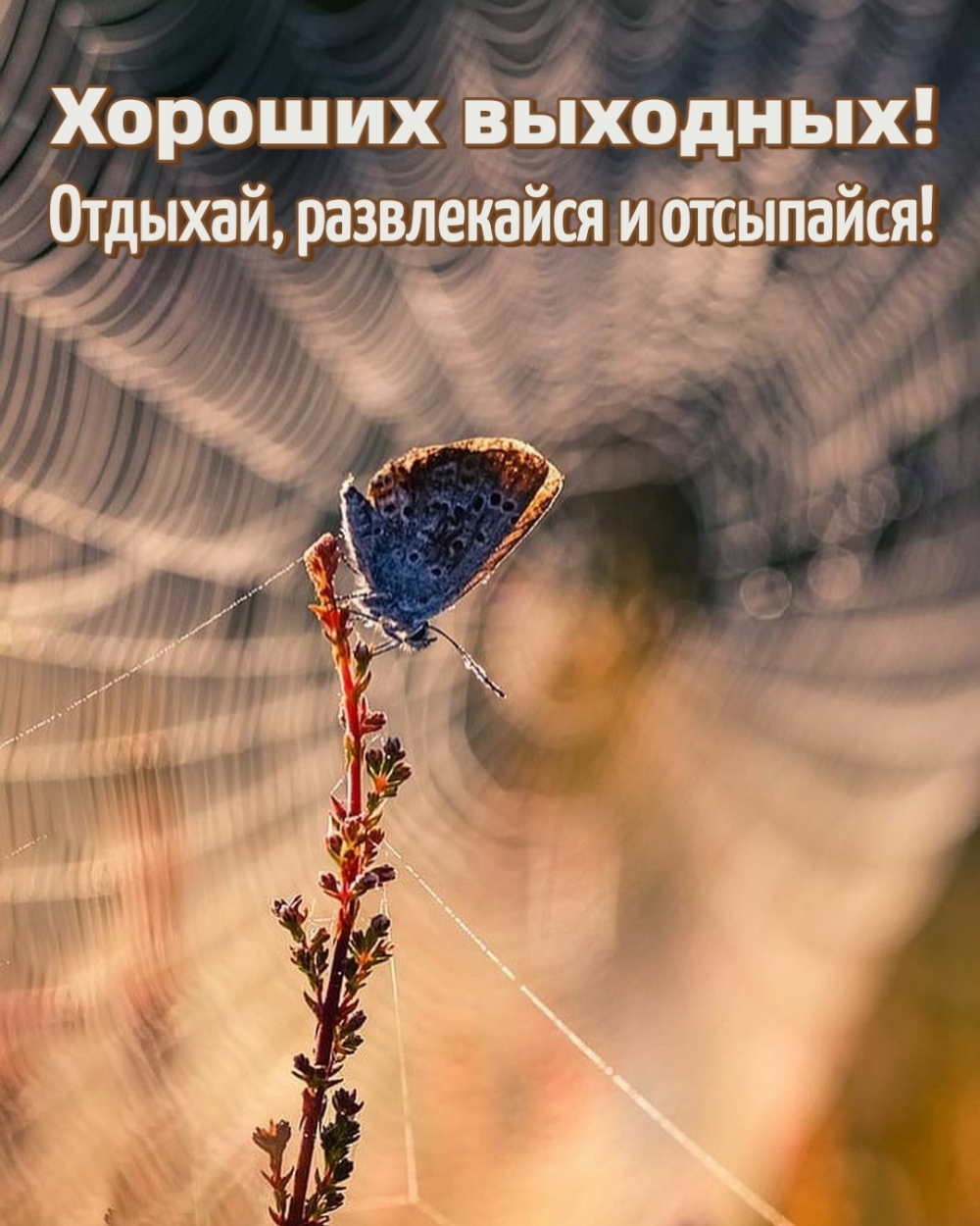 Отдыхай, развлекайся и отсыпайся! Хороших выходных!