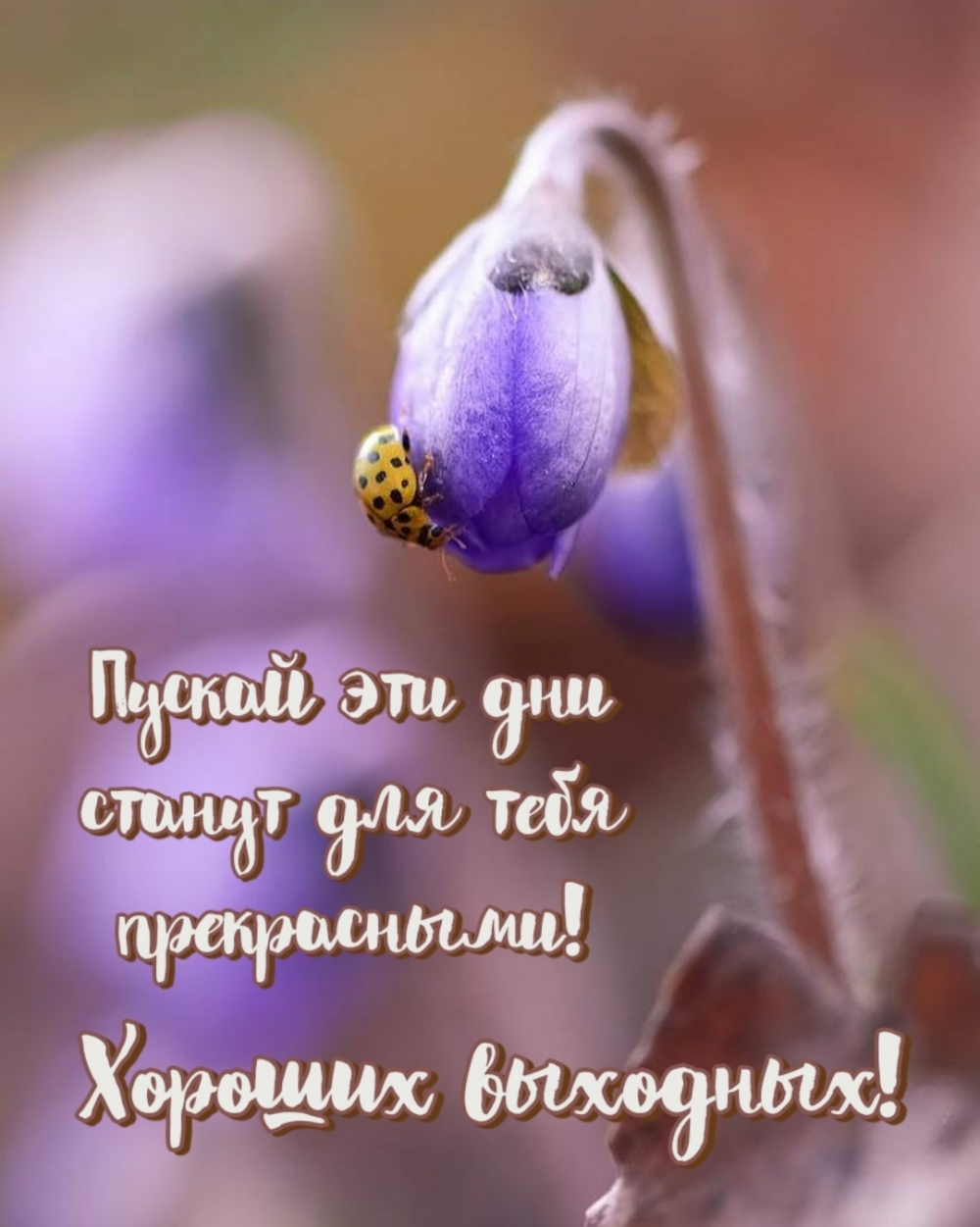 Пускай эти дни станут для тебя прекрасными! Хороших выходных!