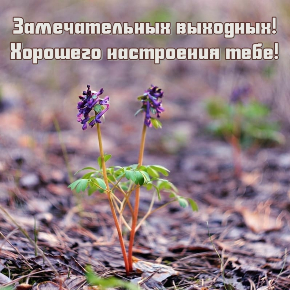 Замечательных выходных! Хорошего настроения тебе!