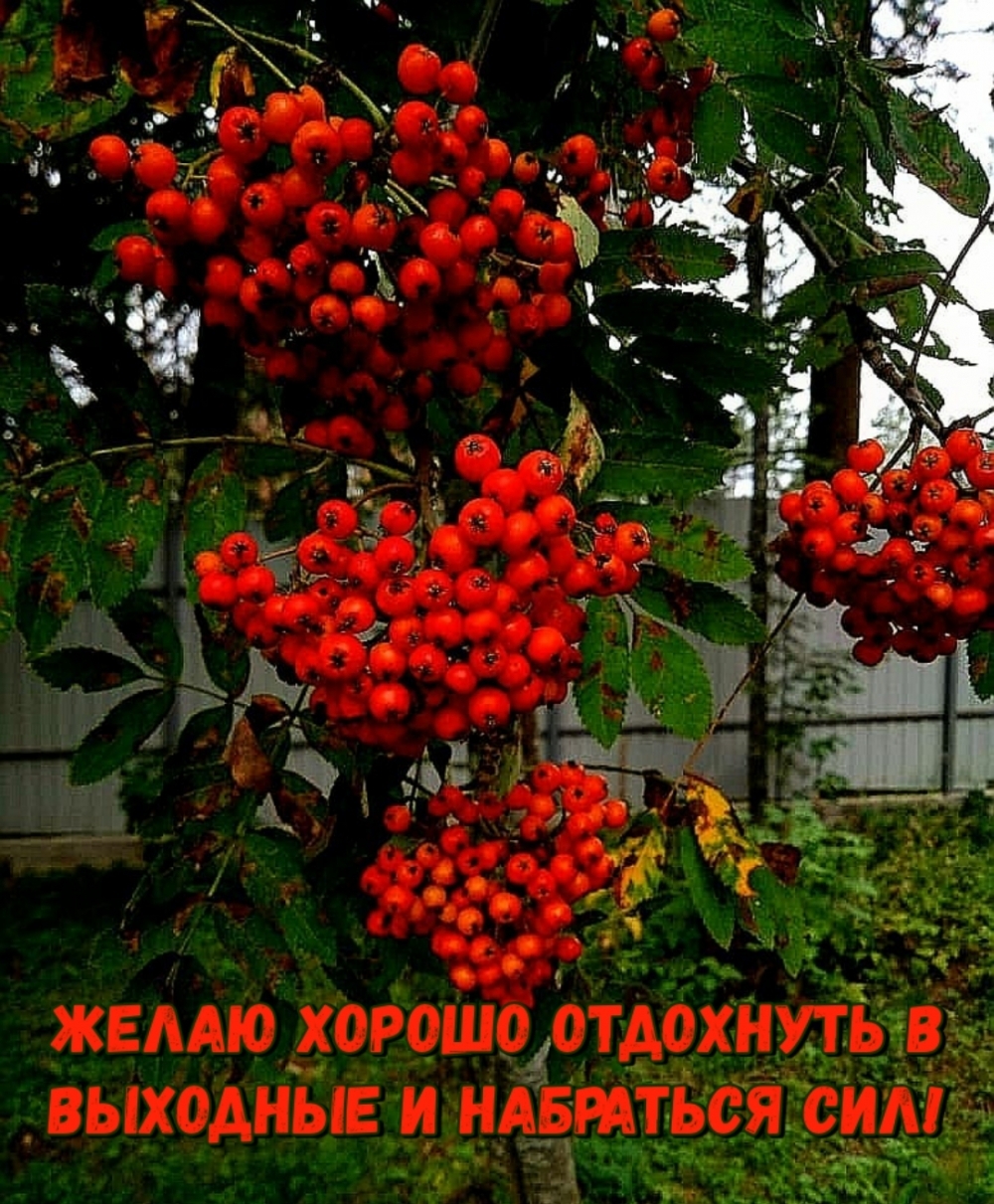 Желаю хорошо отдохнуть в выходные и набраться сил!