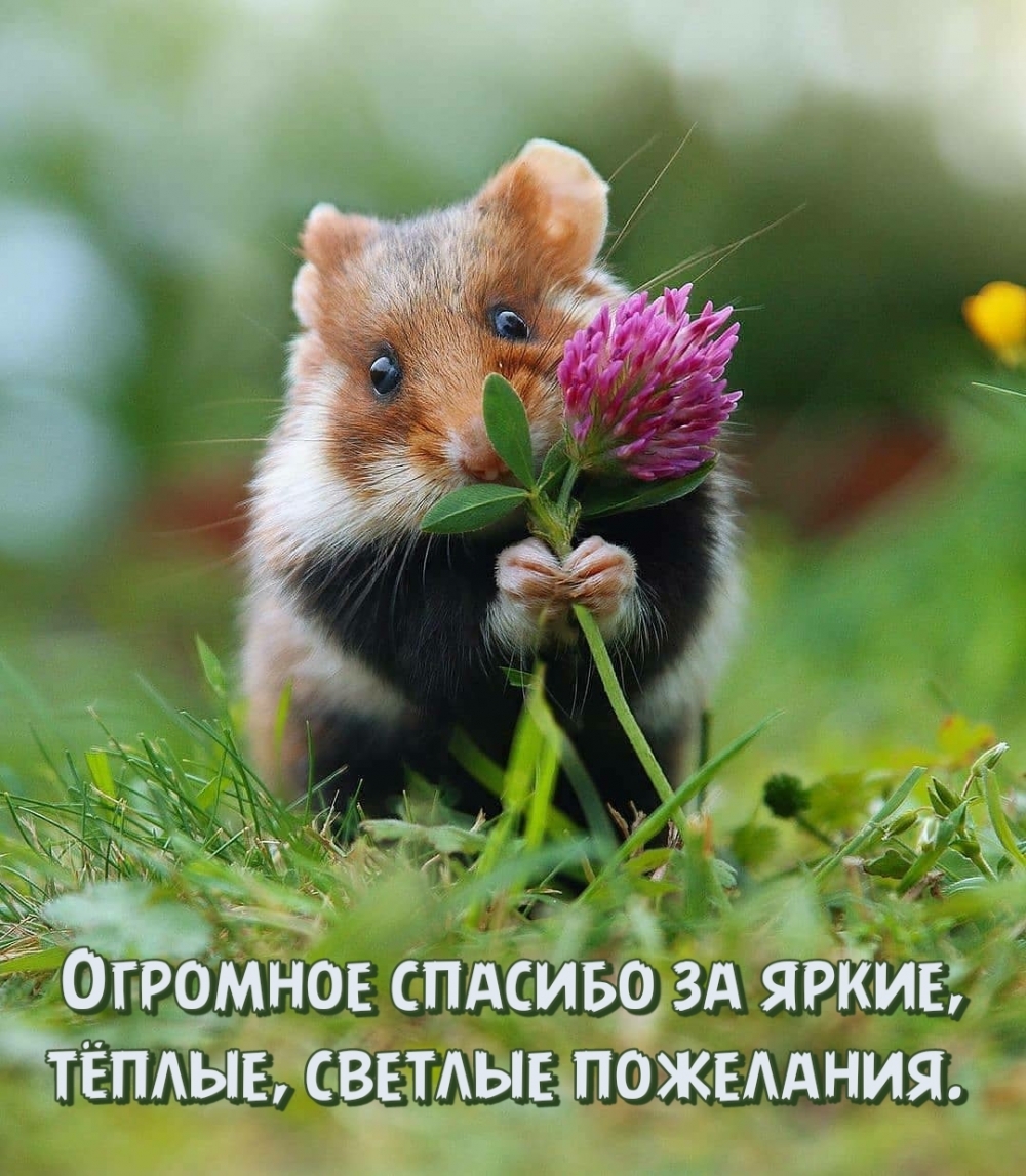 Огромное спасибо за яркие, тёплые, светлые пожелания.