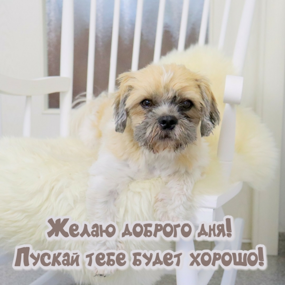 Желаю доброго дня! Пускай тебе будет хорошо!