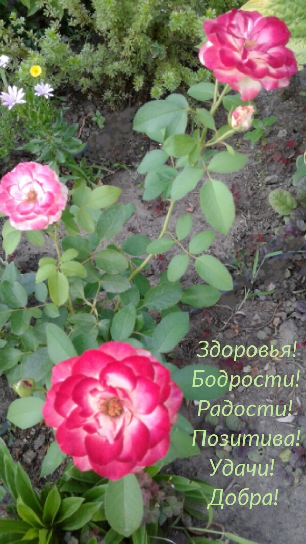 Пожелания на каждый день