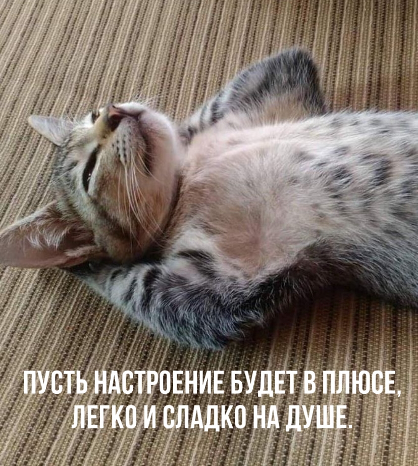 Пусть настроение будет в плюсе, легко и сладко на душе.