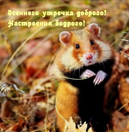 Осеннего утречка доброго! Настроения бодрого!