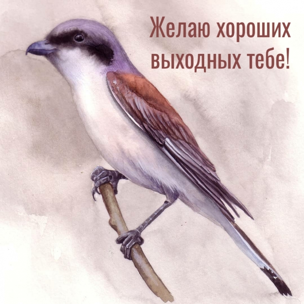 Желаю хороших выходных тебе!
