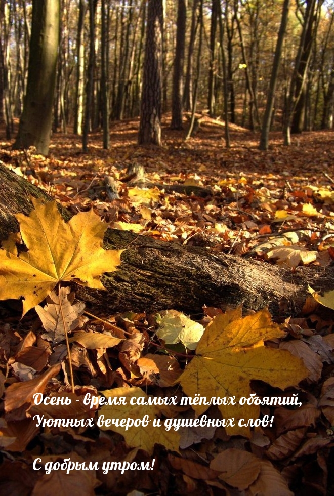 Картинки с надписями.  С добрым утром! Осень - время самых тёплых объятий.