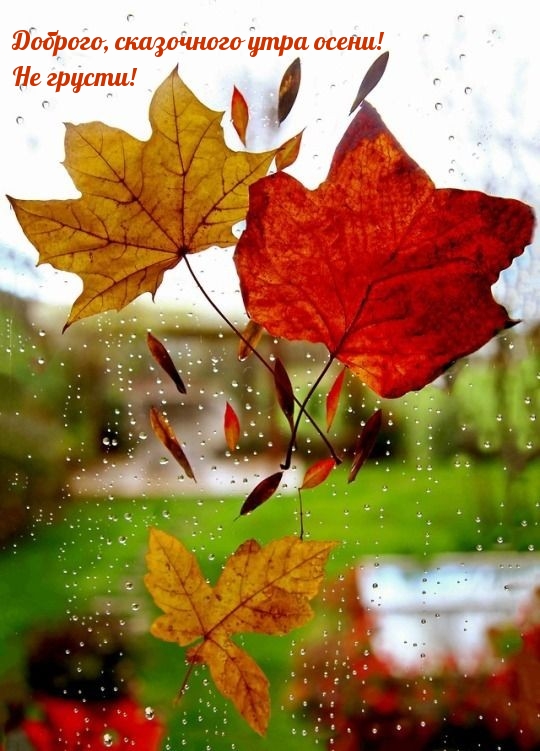 Доброго, сказочного утра осени! Не грусти!