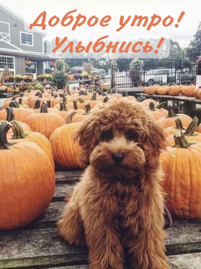Доброе утро! Улыбнись!