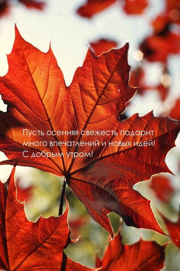Пусть осенняя свежесть подарит много впечатлений и новых идей!