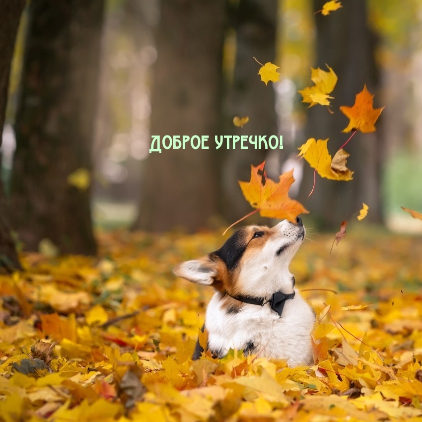 Доброе утречко!