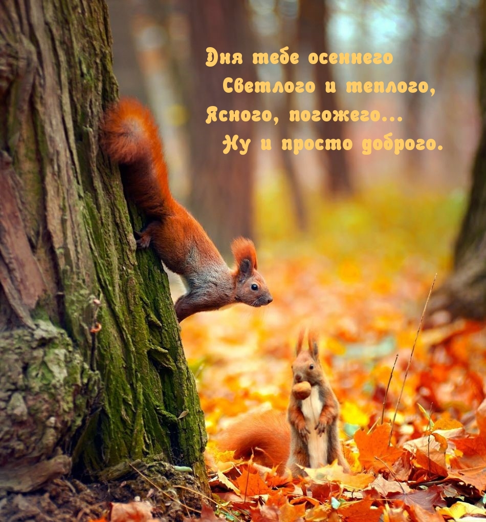 Дня тебе осеннего светлого и теплого