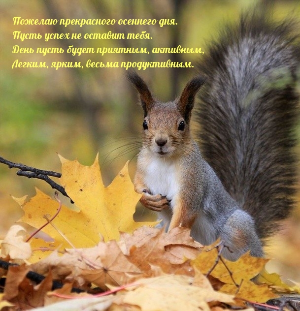 Пожелаю прекрасного осеннего дня.
