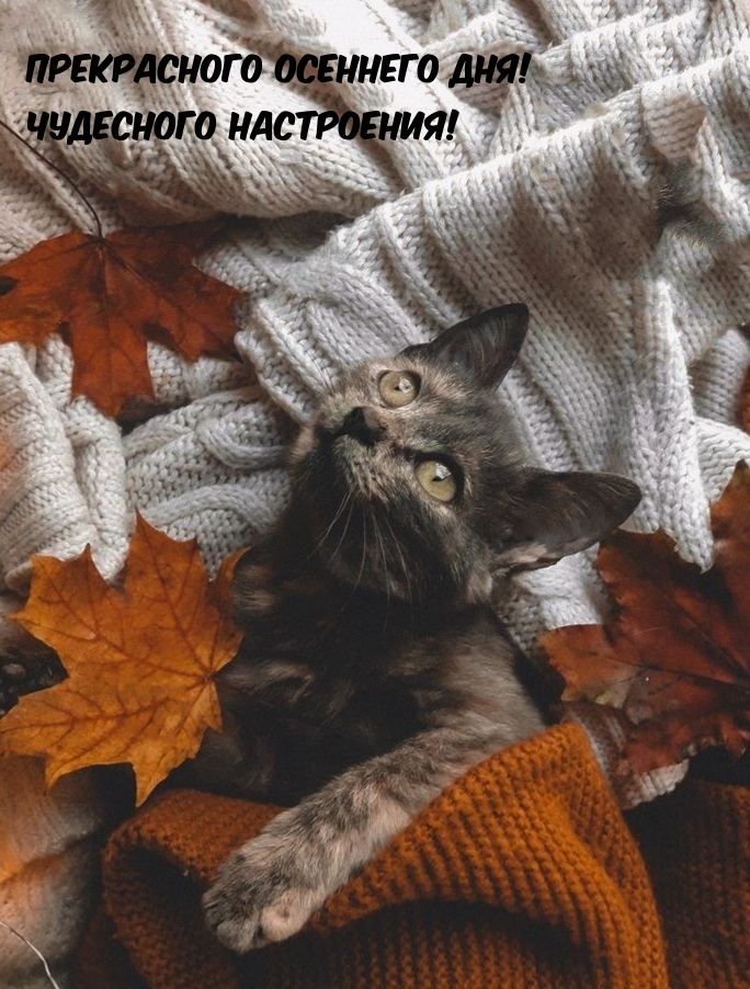 Прекрасного осеннего дня! Чудесного настроения!