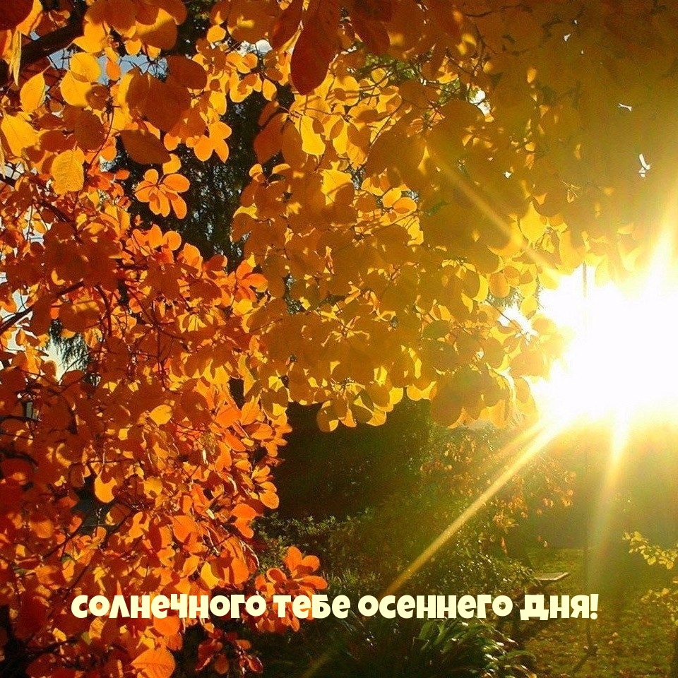 Солнечного тебе осеннего дня!