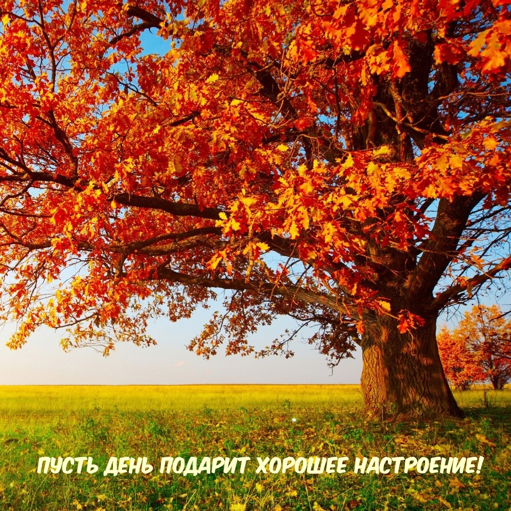 Пусть день подарит хорошее настроение!