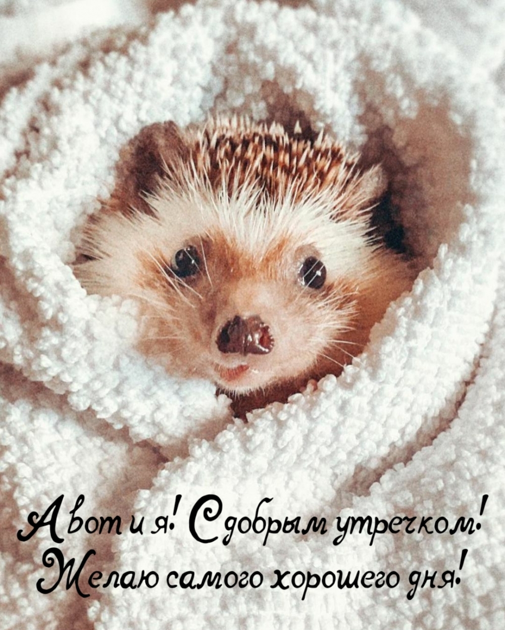 А вот и я! С добрым утречком! Желаю самого хорошего дня!