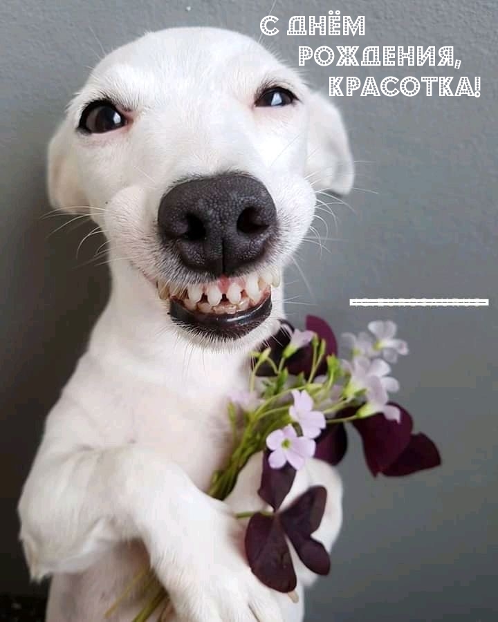 С Днём Рождения, красотка!