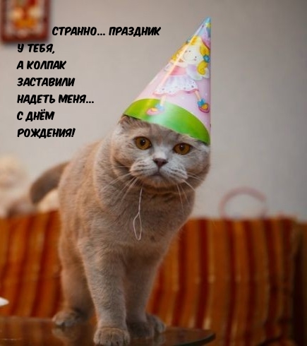 Смешной кот в колпаке на день рождения