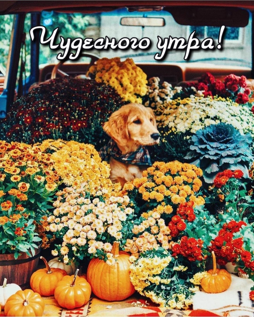 Чудесного утра!