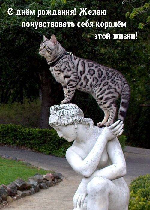 Желаю почувствовать себя королём этой жизни!