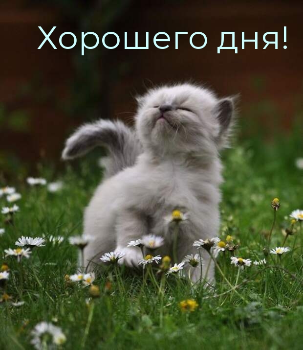 Хорошего дня!