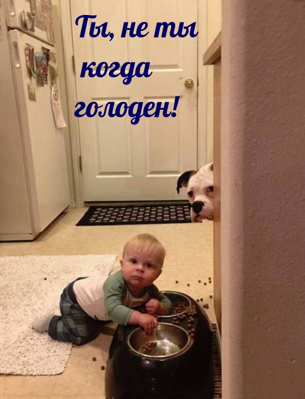Ты, не ты когда голоден!