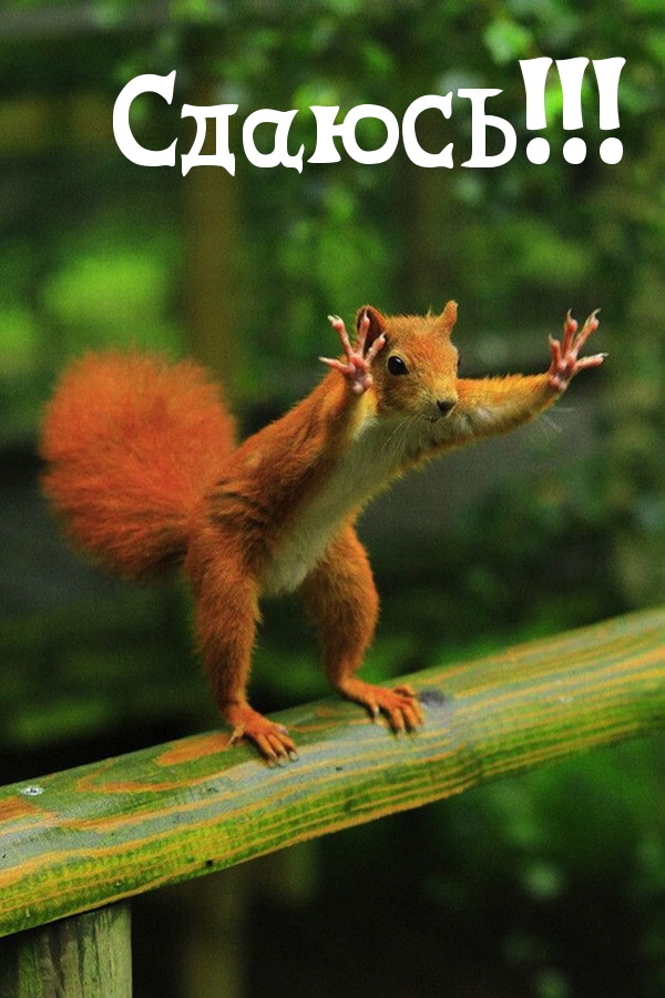 Сдаюсь!