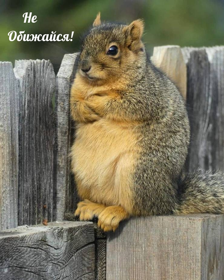 Не Обижайся!