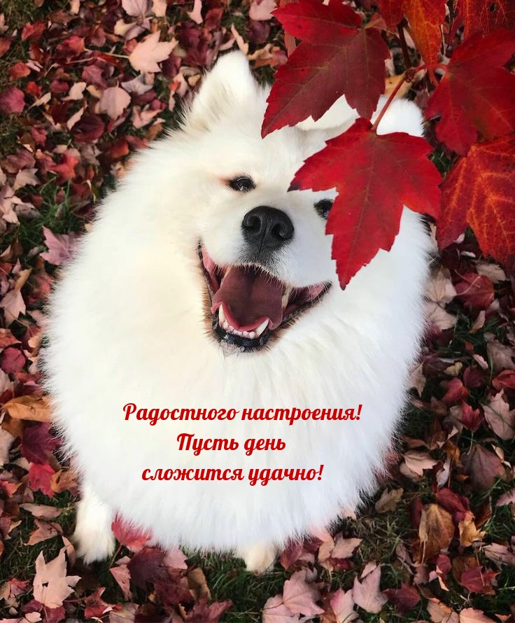 Радостного настроения! Пусть день сложится удачно!