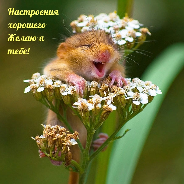 Настроения хорошего желаю я тебе!