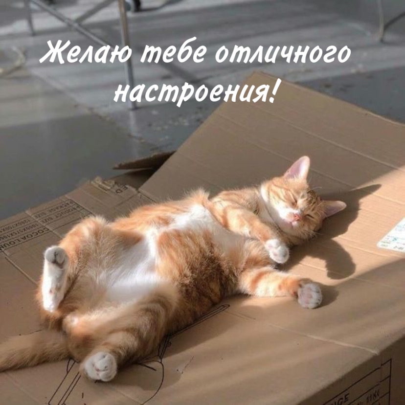 Желаю тебе отличного настроения!