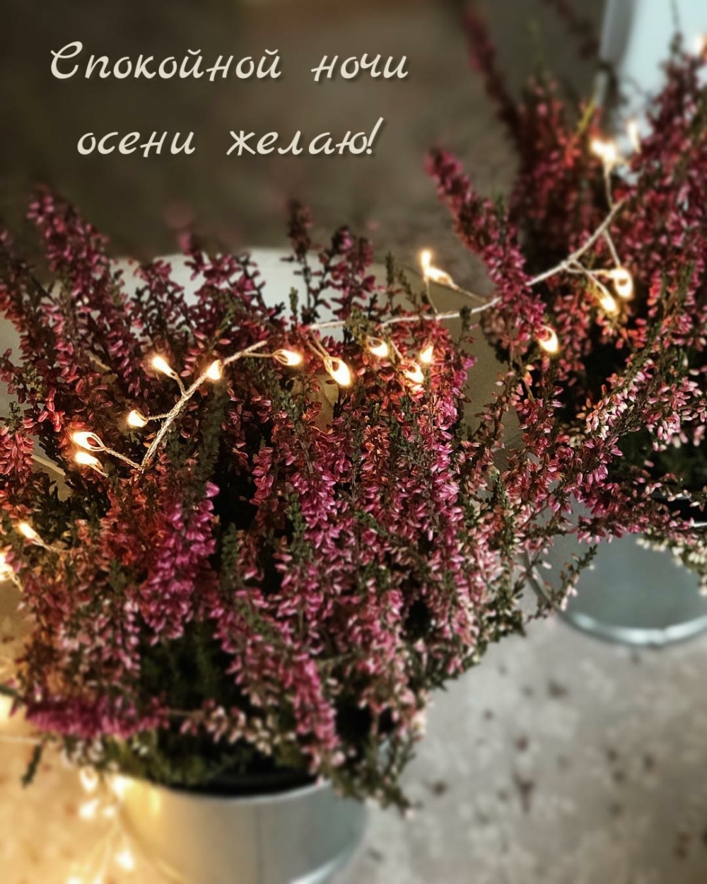 Спокойной ночи осени желаю!