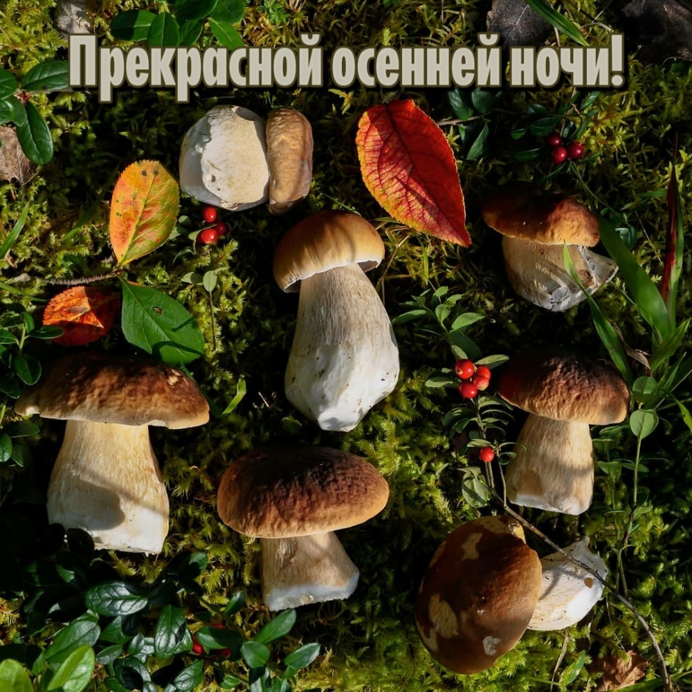 Прекрасной осенней ночи!