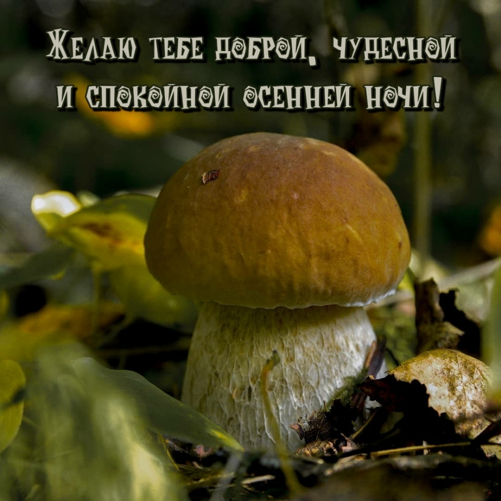 Желаю тебе доброй, чудесной и спокойной осенней ночи!