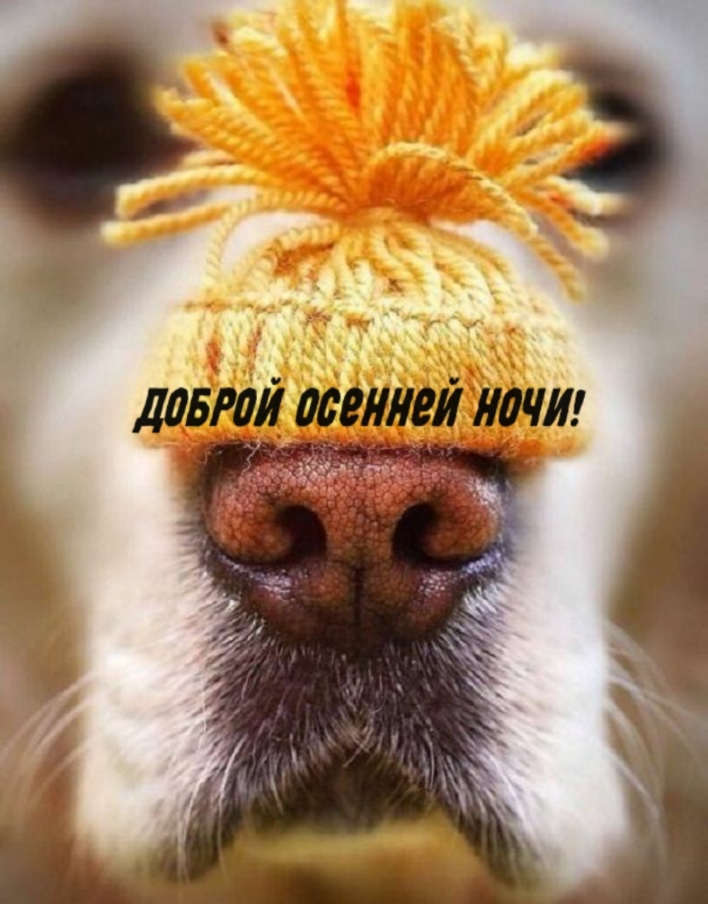 Доброй осенней ночи!