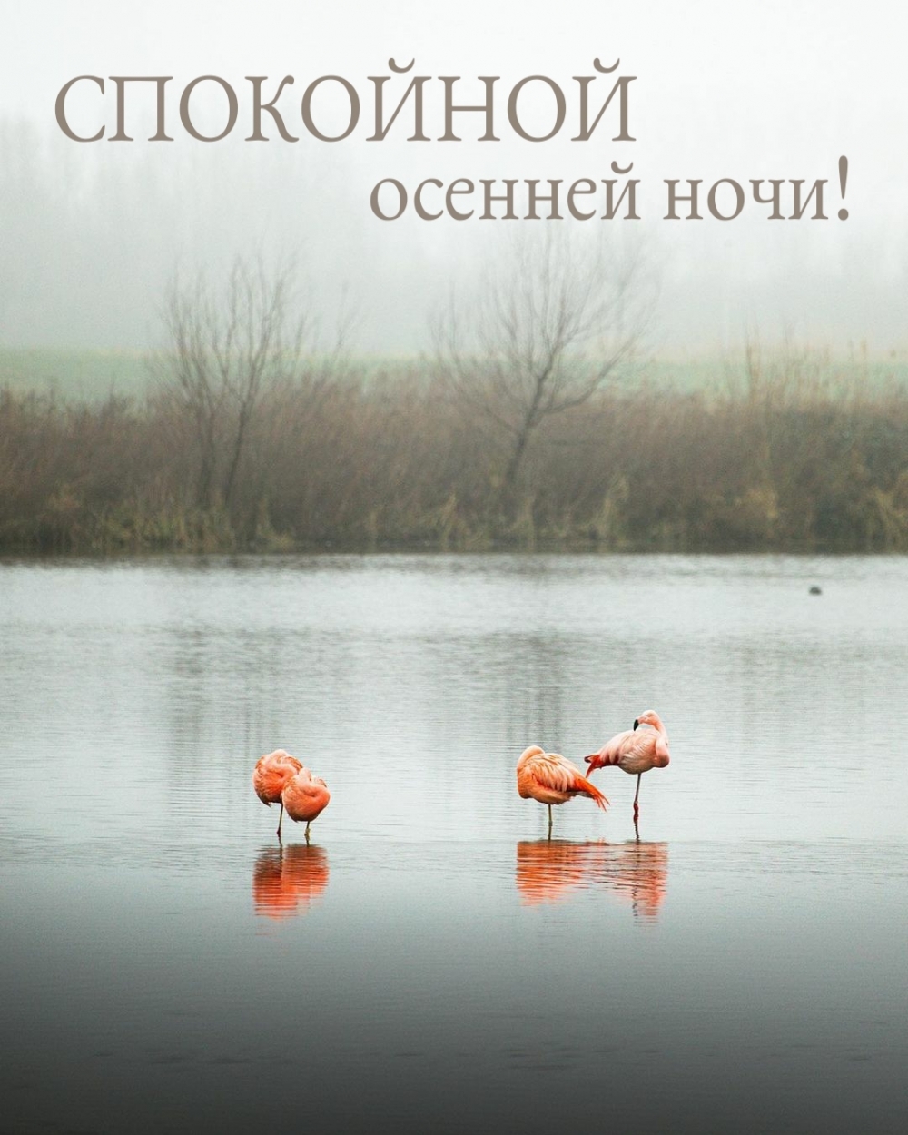 СПОКОЙНОЙ осенней ночи!