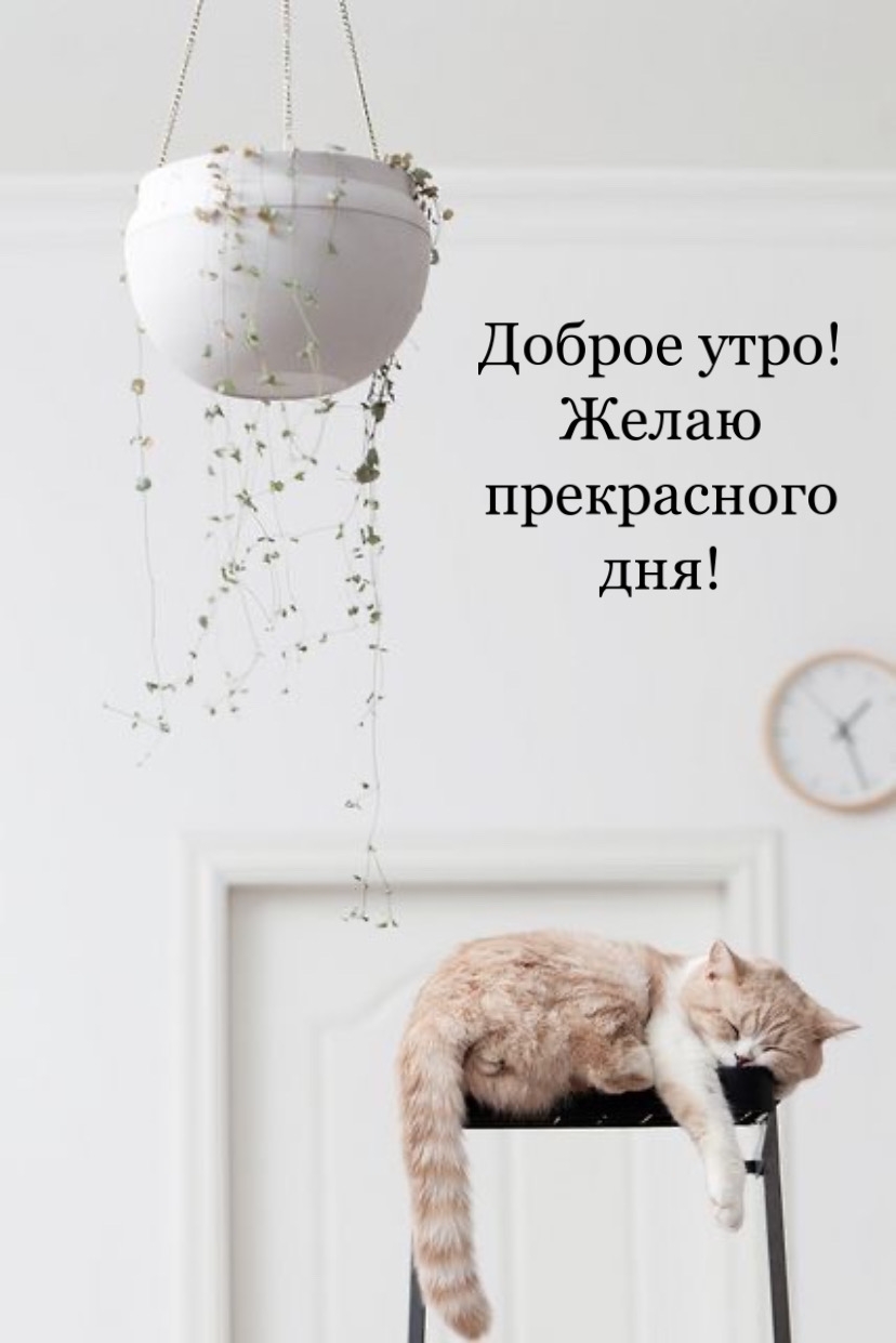 Доброе утро! Желаю прекрасного дня!