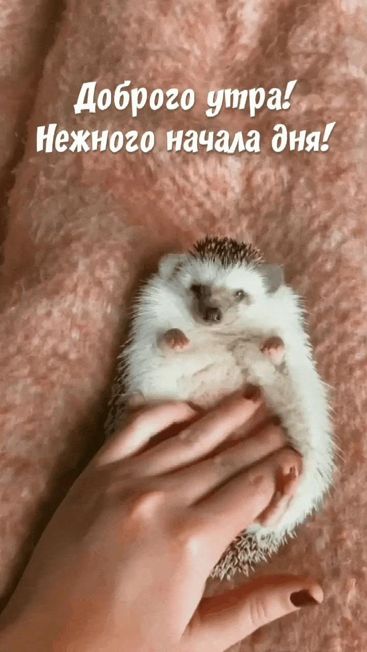 Доброго утра! Нежного начала дня!