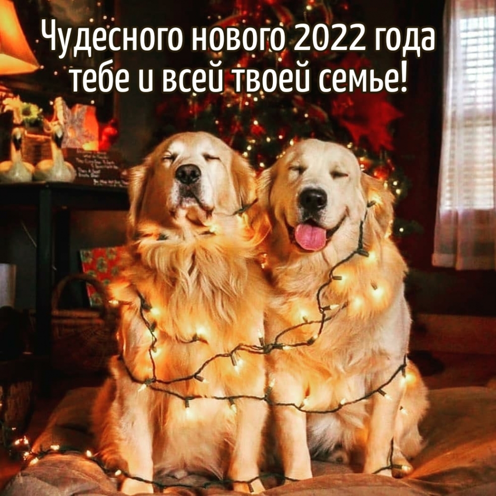 Чудесного нового 2022 года тебе и всей твоей семье!