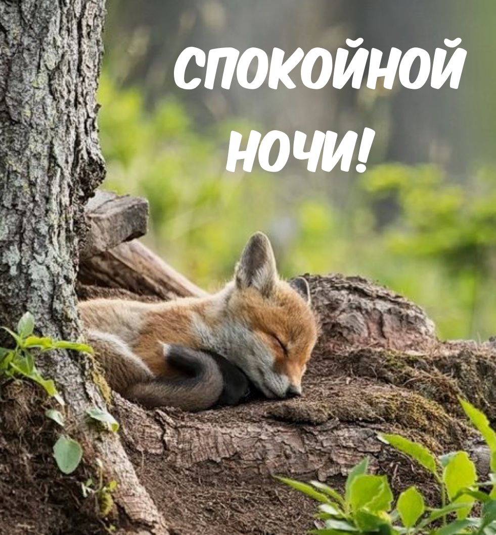 Спокойной ночи!