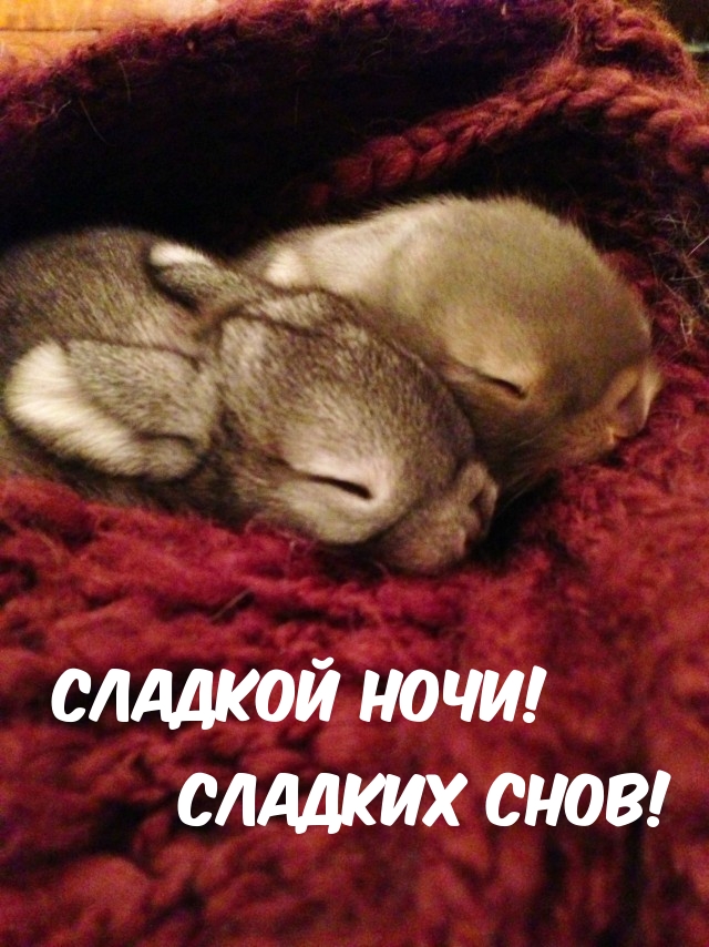 Сладкой ночи! Сладких снов!