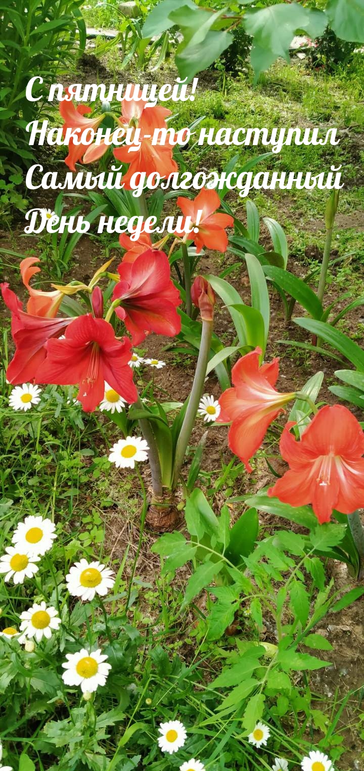 С пятницей!