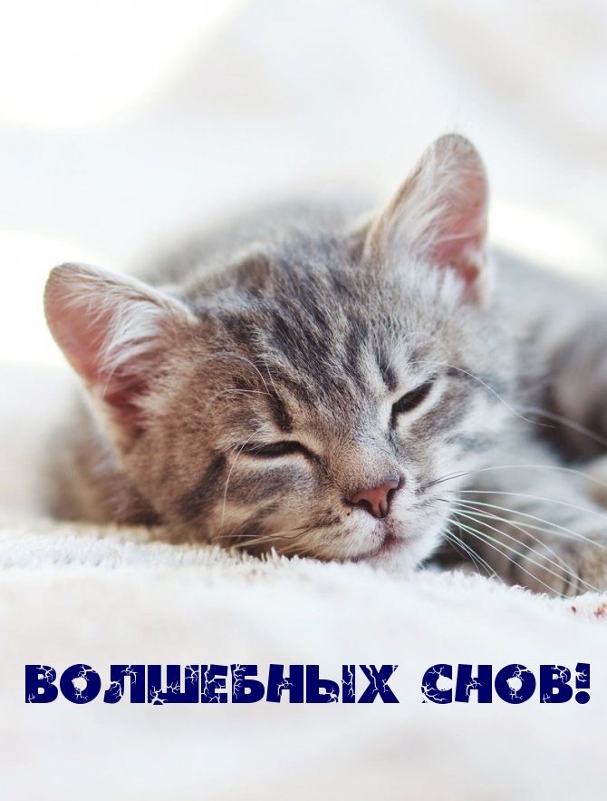 Волшебных снов!